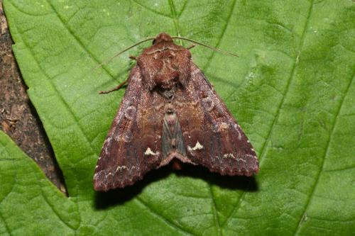 Ceramica pisi